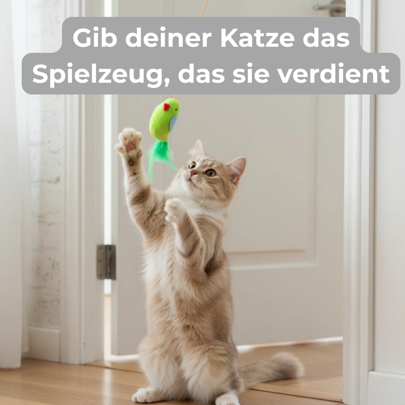 Behebe die Langeweile deiner Katze in Sekunden